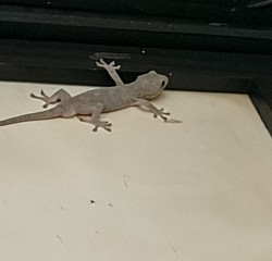 俺んちのヤモリ