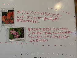 花情報260618