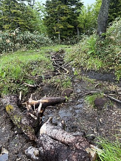登山道リペア